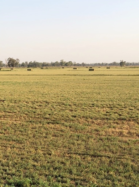 1st and 2nd cut Lucerne Hay for sale