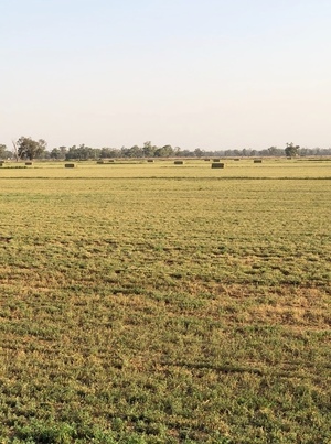 1st and 2nd cut Lucerne Hay for sale
