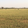 1st and 2nd cut Lucerne Hay for sale