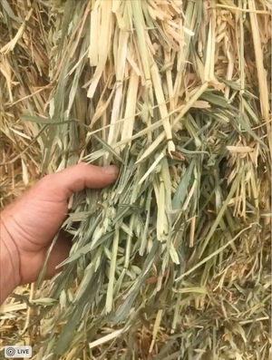 Oaten Hay For Sale in 8x4x3's
