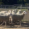 WAKELEIGH White Suffolk Rams