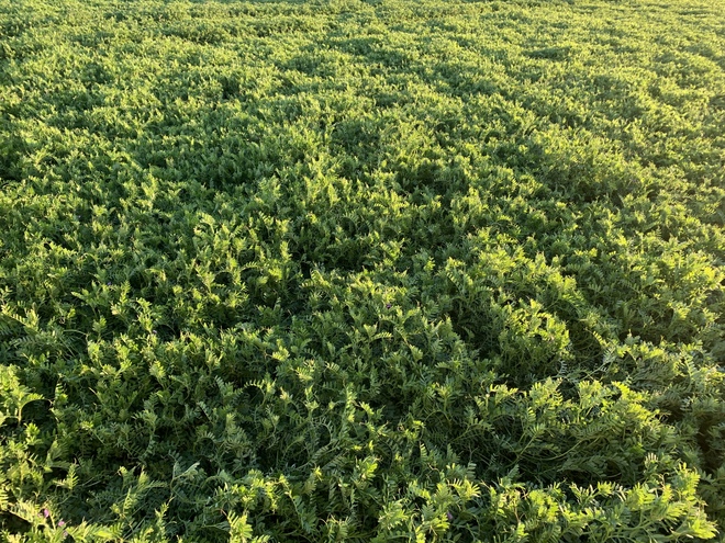 Vetch Hay New Season.  1000 mt