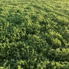 Vetch Hay New Season.  1000 mt