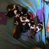 Border Collie Puppies for sale 