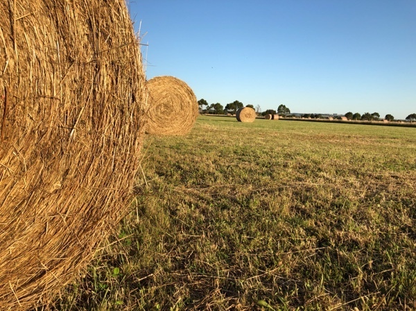 Round Hay Bales 5x4