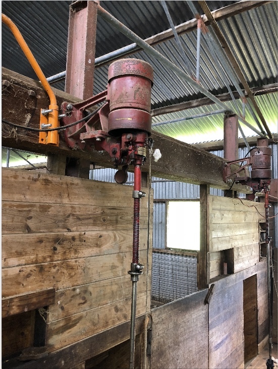 Sunbeam Shearing Plants  x 1