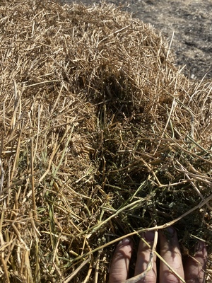 Lucerne Hay 8x4x3 bales shedded