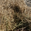 Lucerne Hay 8x4x3 bales shedded