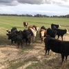 7 Angus Heifers For Sale