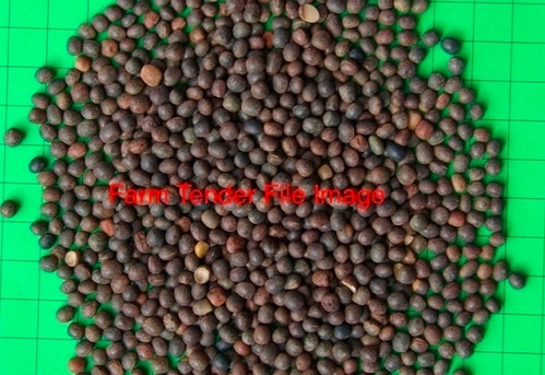 Vetch Seed Wanted 