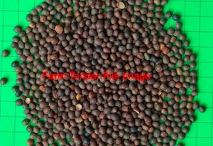 Vetch Seed Wanted 