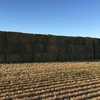 500 m/t New Season Wheaten Hay 8x4x3 Baling Now!