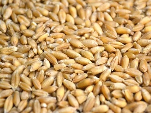 50mt Triticale