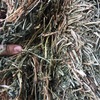 Vetch Hay Delivered only 190 bales