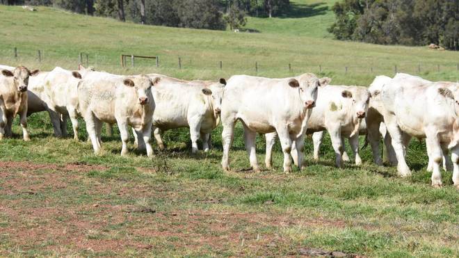 Agistment.  80 Acres available for Cattle.  Yearlings or Cows