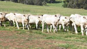 Agistment.  80 Acres available for Cattle.  Yearlings or Cows