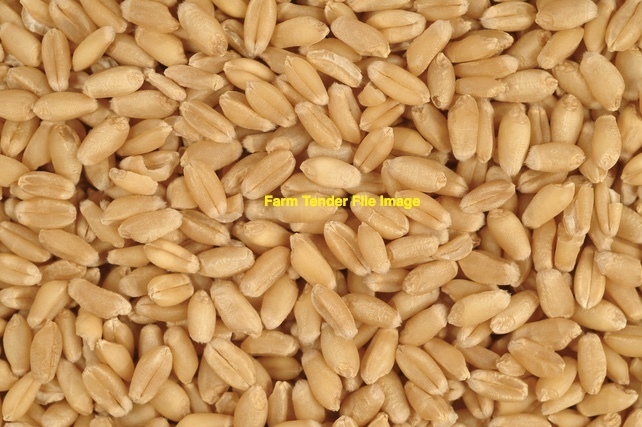 Wheat Clean Sample