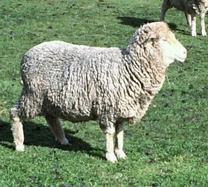 MERINO EWES in LAMB X 24 
