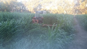 Sudan Grass Hay (Irrigation) No chemical