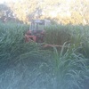 Sudan Grass Hay (Irrigation) No chemical