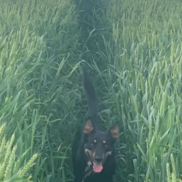 50mt Wheat Seed Awnless Forage Grazing /Grain 