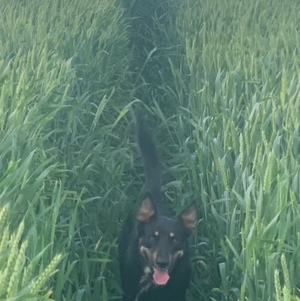 50mt Wheat Seed Awnless Forage Grazing /Grain 
