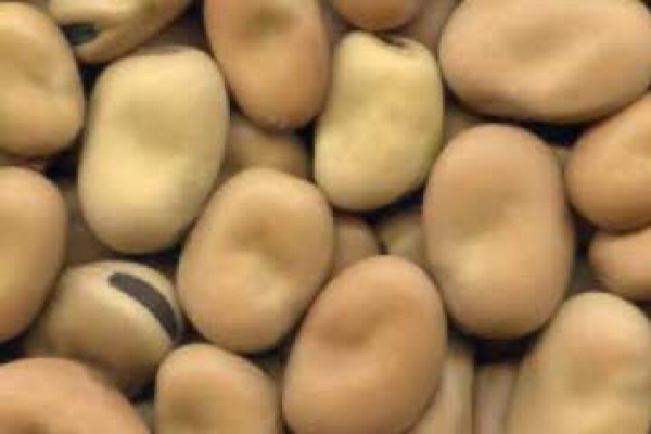 WANTED 25-30mt Faba Beans (Feed)