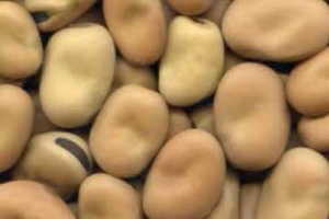 WANTED 25-30mt Faba Beans (Feed)