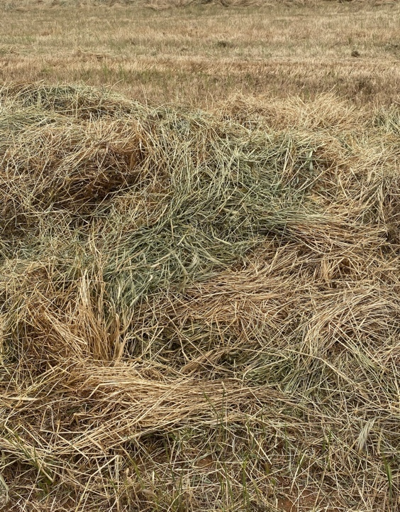 500mt Barley & Ryegrass Pasture Hay 700-750kg 8x4x3 Bales ex paddock