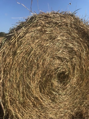Setaria / Rhodes Grass Rolls Seller to Freight