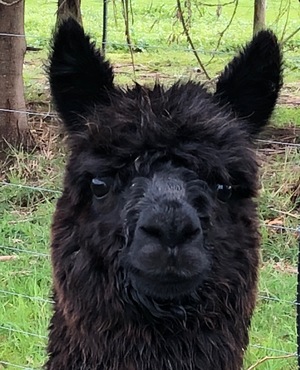Alpaca suit pet 