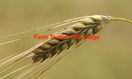 1-2mt Sparticus Barley Seed Treated with Systiva