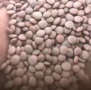 5-6mt Jumbo 2 Lentils 
