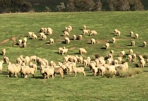MERINO EWE LAMBS 60 FINE WOOL MERINO EWE LAMBS 12 MONTHS