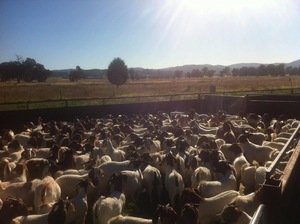 100% full blood Boer goats available young and adults for sale 700 heads 