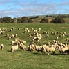 MERINO EWE LAMBS - 100 FINE WOOL MERINO EWE LAMBS 12 MONTHS