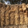 150 x Old Season Header Tailed Wheaten Straw 