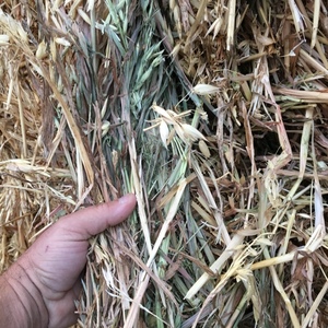 Oaten Hay 8x4x3