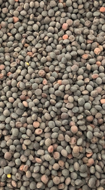 60mt Popany  Vetch Seed in 1000kg Bulka Bags 