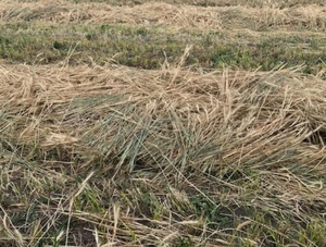 300mt Wheaten Hay 330-350kg 8x3x3 Bales