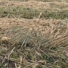 300mt Wheaten Hay 330-350kg 8x3x3 Bales
