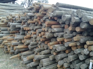 4500 x 12ft x 4inch  Pine Posts  (Ex orchard trellis )