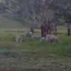 6 dorper lambs 1 dorper ewe and twin lambs