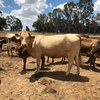 Assorted cattle,longhorn bull,cross bred calves,charolais cow,cross bred heifers,calves from $200
