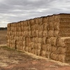 High Protein Cereal hay