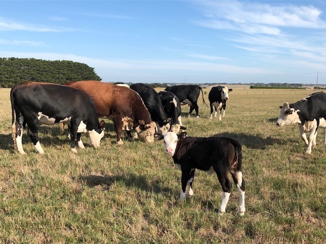 8 Black Baldie Cows with Dec/Jan calves at foot and 10 yearling heifers