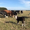 8 Black Baldie Cows with Dec/Jan calves at foot and 10 yearling heifers