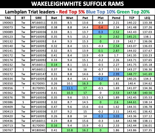 WAKELEIGH White Suffolk Rams