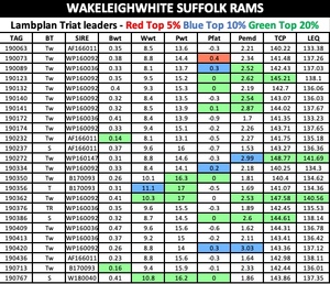 WAKELEIGH White Suffolk Rams