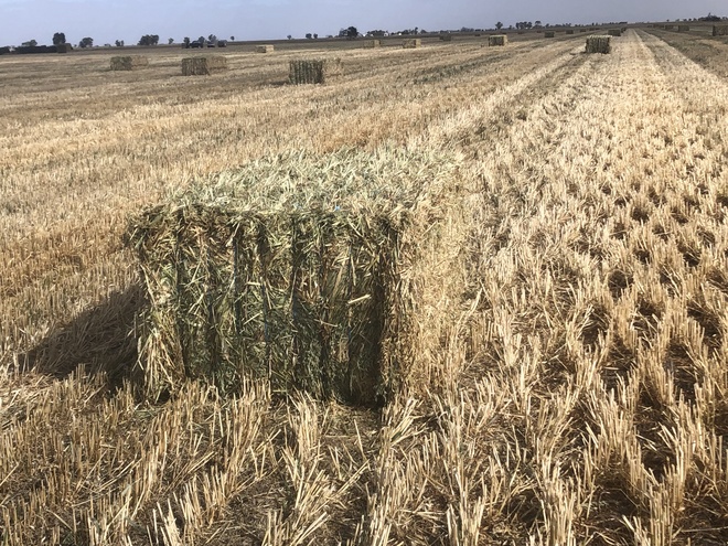 1000m/t Oaten Hay in 8x4x3 Shedded